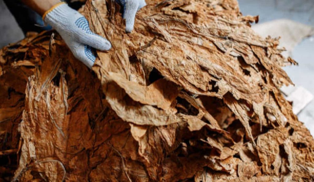 Close-up of hand-cutting tobacco leaves with precision